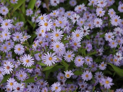 Aster cordifolius 'Blue Heaven' Aster cordifolius 'Blue Heaven'