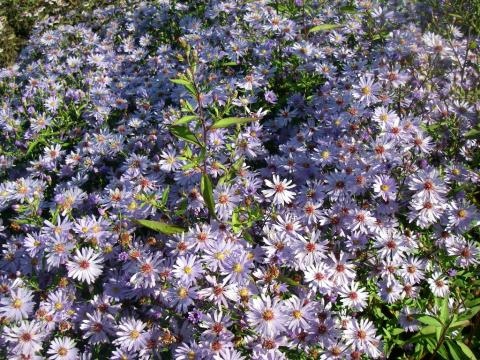 Aster cordifolius 'Little Carlow' Aster cordifolius 'Little Carlow'