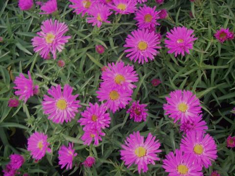 Aster dumosus 'Alice Haslam' Aster dumosus 'Alice Haslam'