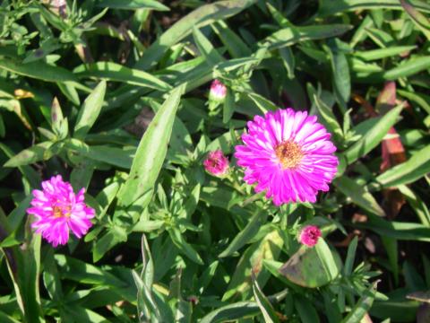 Aster dumosus 'Anneke' Aster dumosus 'Anneke'