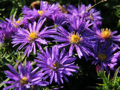 Aster dumosus 'Augenweide' Aster dumosus 'Augenweide'