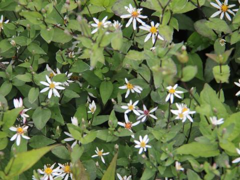 Aster divaricatus 'Beth Chatto' Aster divaricatus 'Beth Chatto'