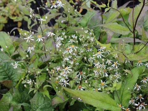 Aster divaricatus 'Eastern Star' Aster divaricatus 'Eastern Star'
