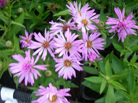 Aster dumosus 'Herbstgruss von Bresserhof' Aster dumosus 'Herbstgruss von Bresserhof'