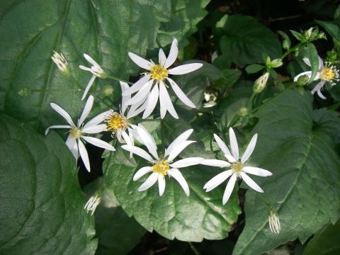 Aster divaricatus Aster divaricatus