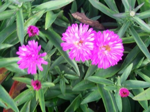 Aster dumosus 'Jenny' Aster dumosus 'Jenny'