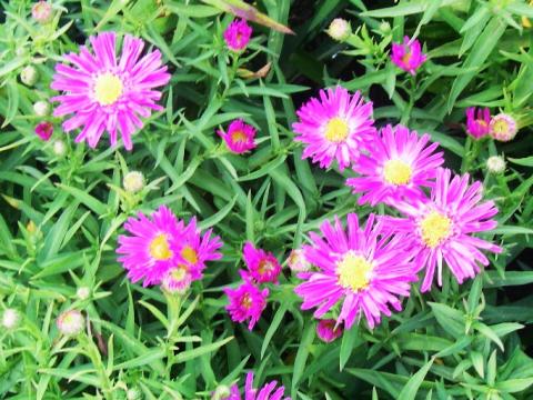 Aster dumosus 'Kassel' Aster dumosus 'Kassel'
