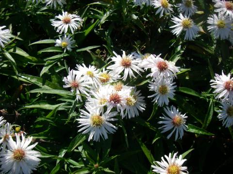 Aster dumosus 'Kristina' Aster dumosus 'Kristina'