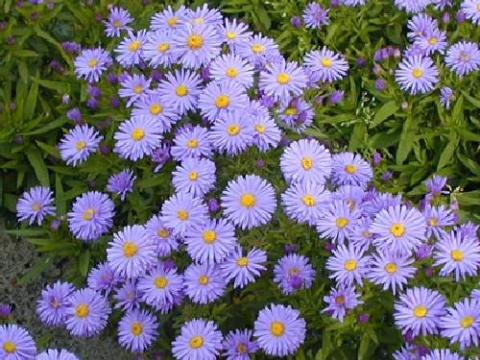 Aster dumosus 'Lady in Blue' Aster dumosus 'Lady in Blue'