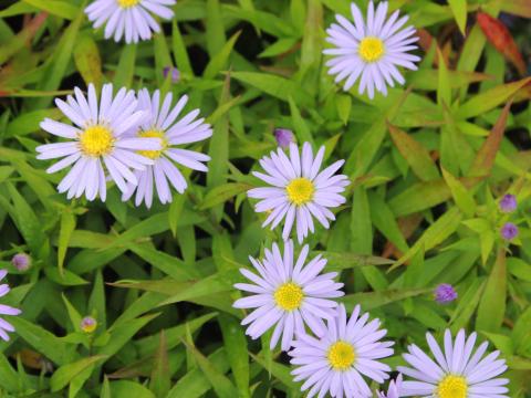 Aster dumosus 'Mittelmeer' Aster dumosus 'Mittelmeer'