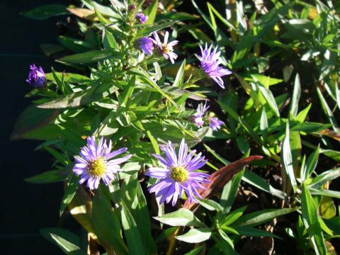 Aster dumosus 'Anton Kippenberg' Aster dumosus 'Anton Kippenberg'