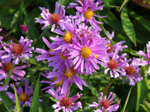 Aster dumosus 'Peter Harrison' Aster dumosus 'Peter Harrison'