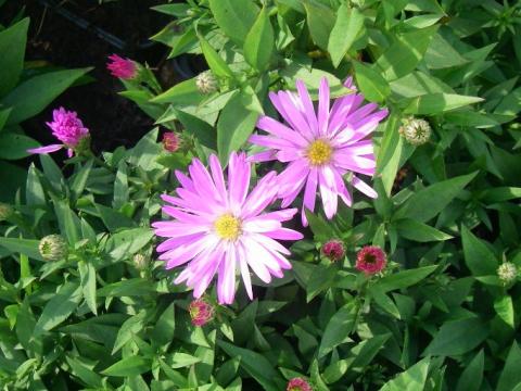 Aster dumosus 'Rosenwichtel' Aster dumosus 'Rosenwichtel'