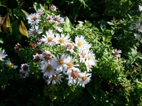 Aster dumosus 'Schneekissen' Aster dumosus 'Schneekissen'