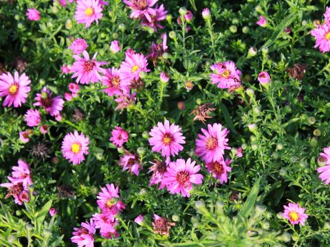 Aster dumosus 'Starlight' Aster dumosus 'Starlight'