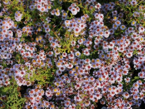 Aster ericoides 'Blue Star' Aster ericoides 'Blue Star'