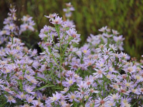 Aster ericoides 'Blue Wonder' Aster ericoides 'Blue Wonder'