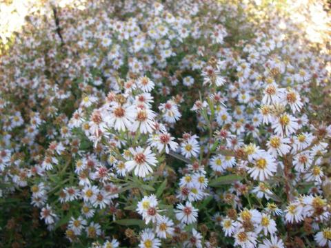 Aster ericoides 'Erlkönig' Aster ericoides 'Erlkönig'