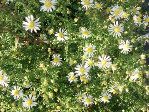Aster ericoides 'Golden Spray' Aster ericoides 'Golden Spray'