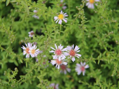 Aster ericoides 'Lovely' Aster ericoides 'Lovely'
