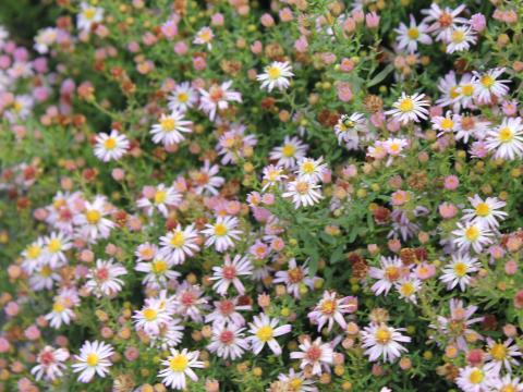 Aster ericoides 'Pink Cloud' Aster ericoides 'Pink Cloud'