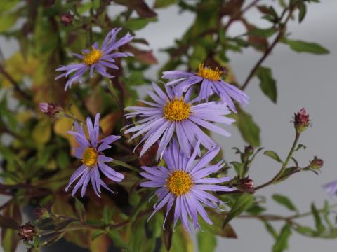 Aster 'Eleven Purple' PBR Aster 'Eleven Purple' PBR