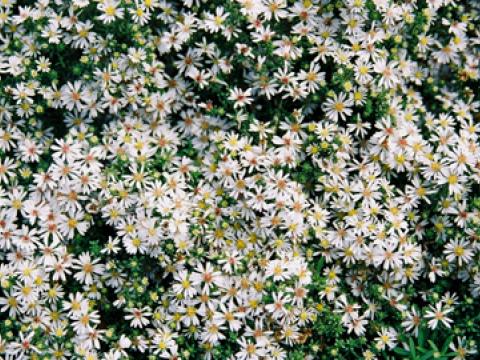 Aster ericoides 'Snowflurry' ('Prostate Form') Aster ericoides 'Snowflurry' ('Prostate Form')