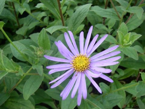 Aster frikartii (x) 'Mönch' Aster frikartii (x) 'Mönch'