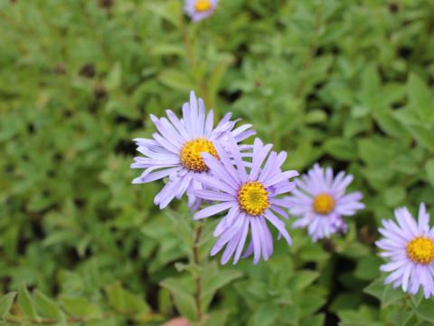 Aster frikartii (x) 'Wünder von Stafa' Aster frikartii (x) 'Wünder von Stafa'