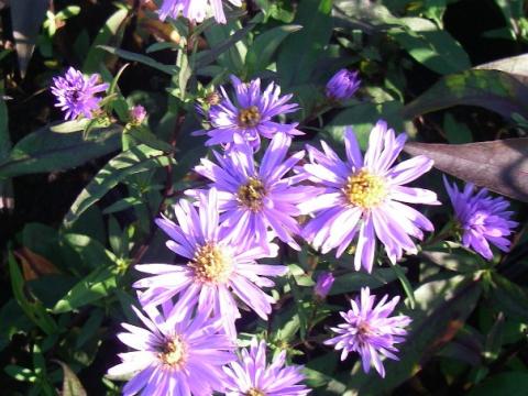 Aster laevis 'Calliope' Aster laevis 'Calliope'