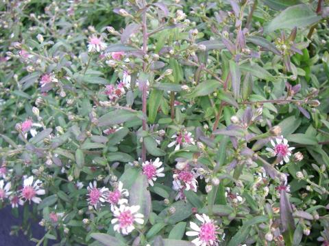 Aster laterifolius 'Horizontalis' Aster laterifolius 'Horizontalis'
