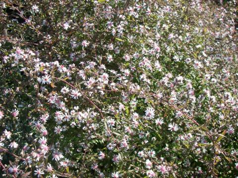 Aster laterifolius 'Lady in Black' Aster laterifolius 'Lady in Black'