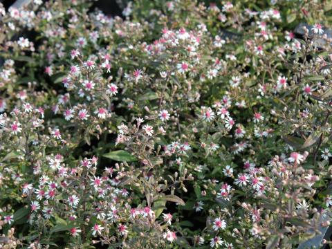 Aster laterifolius 'Prince' Aster laterifolius 'Prince'