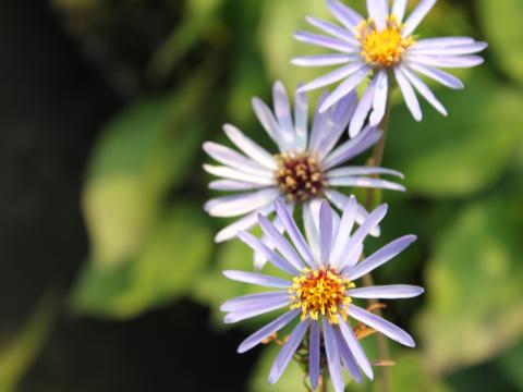 Aster macrophyllus 'Twilight' Aster macrophyllus 'Twilight'