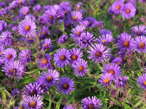 Aster novae-angliae 'Barr's Blue' Aster novae-angliae 'Barr's Blue'