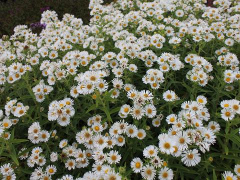 Aster novae-angliae 'Herbstschnee' Aster novae-angliae 'Herbstschnee'