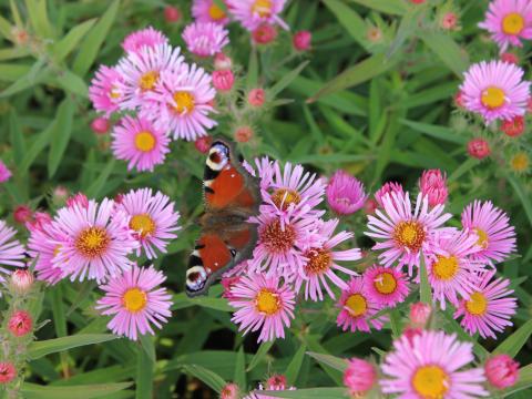 Aster novae-angliae 'Harrington's Pink' Aster novae-angliae 'Harrington's Pink'