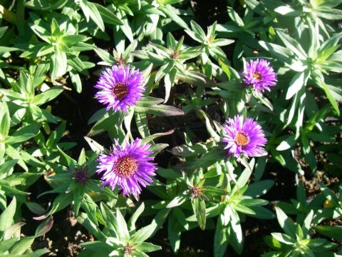 Aster novae-angliae 'Purple Dome' Aster novae-angliae 'Purple Dome'