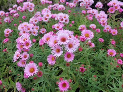 Aster novae-angliae 'Rudelsburg' Aster novae-angliae 'Rudelsburg'