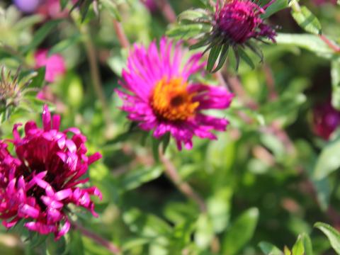 Aster novae-angliae 'Septemberrubin' Aster novae-angliae 'Septemberrubin'