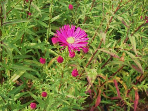 Aster novi-belgii 'Crimson Brocade' Aster novi-belgii 'Crimson Brocade'