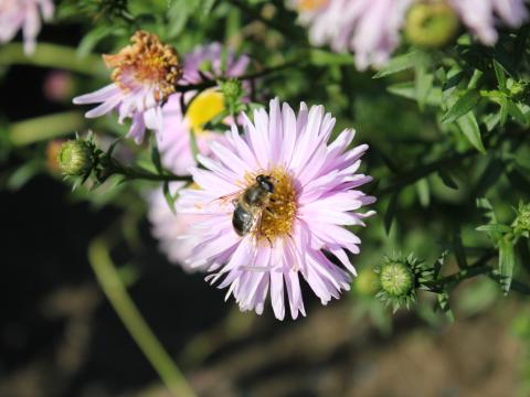 Aster novi-belgii 'Fellowship' Aster novi-belgii 'Fellowship'
