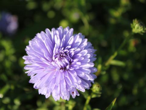 Aster novi-belgii 'Marie Ballard' Aster novi-belgii 'Marie Ballard'