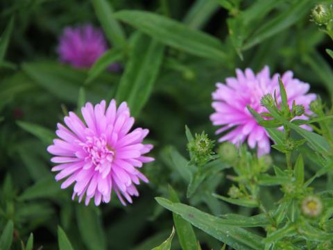 Aster novi-belgii 'Patricia Ballard' Aster novi-belgii 'Patricia Ballard'