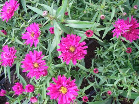 Aster novi-belgii 'Royal Ruby' Aster novi-belgii 'Royal Ruby'