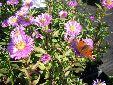 Aster novi-belgii 'Sarah Ballard' Aster novi-belgii 'Sarah Ballard'