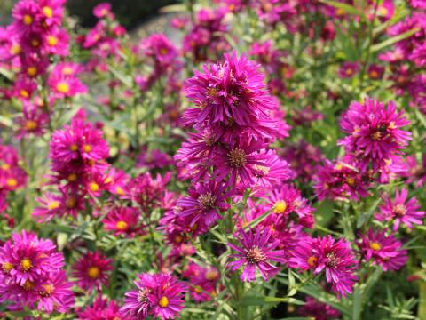 Aster novi-belgii 'Winston Churchill' Aster novi-belgii 'Winston Churchill'