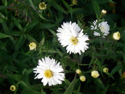 Aster novi-belgii 'White Ladies' Aster novi-belgii 'White Ladies'