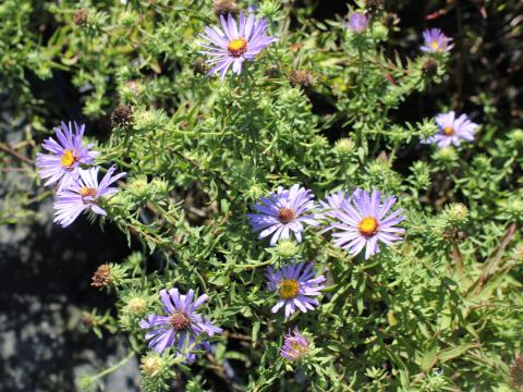 Aster oblongifolius 'October Skies' Aster oblongifolius 'October Skies'