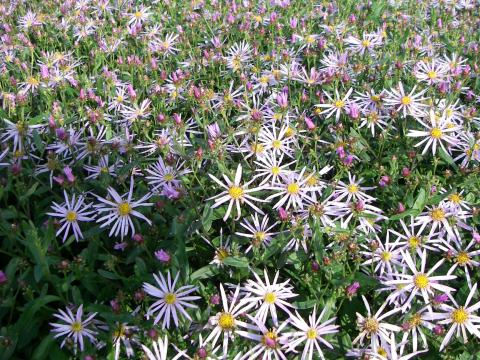 Aster pyrenaeus 'Lutetia' Aster pyrenaeus 'Lutetia'